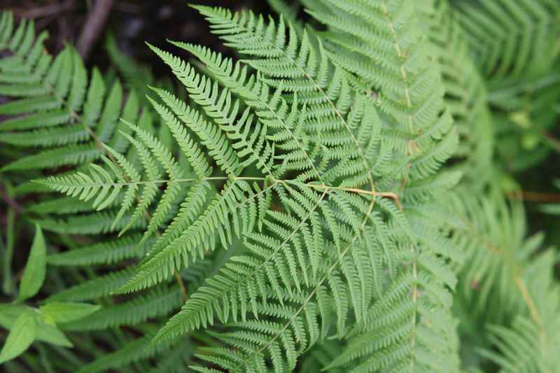 植物