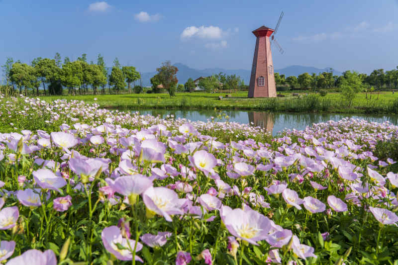 月见草与风车