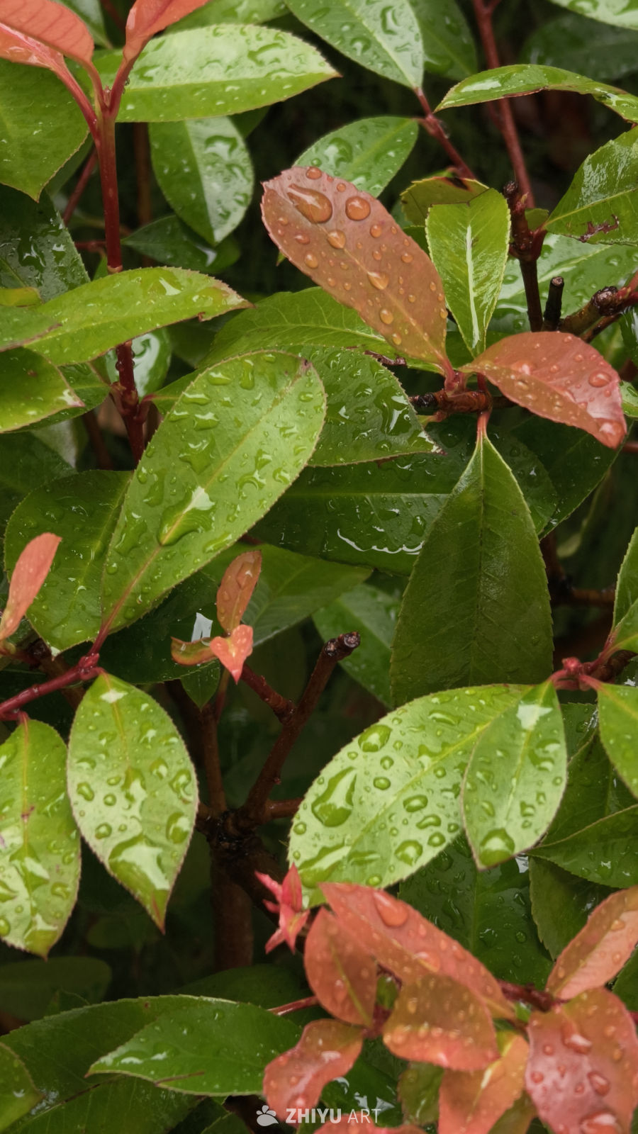 雨后绿叶