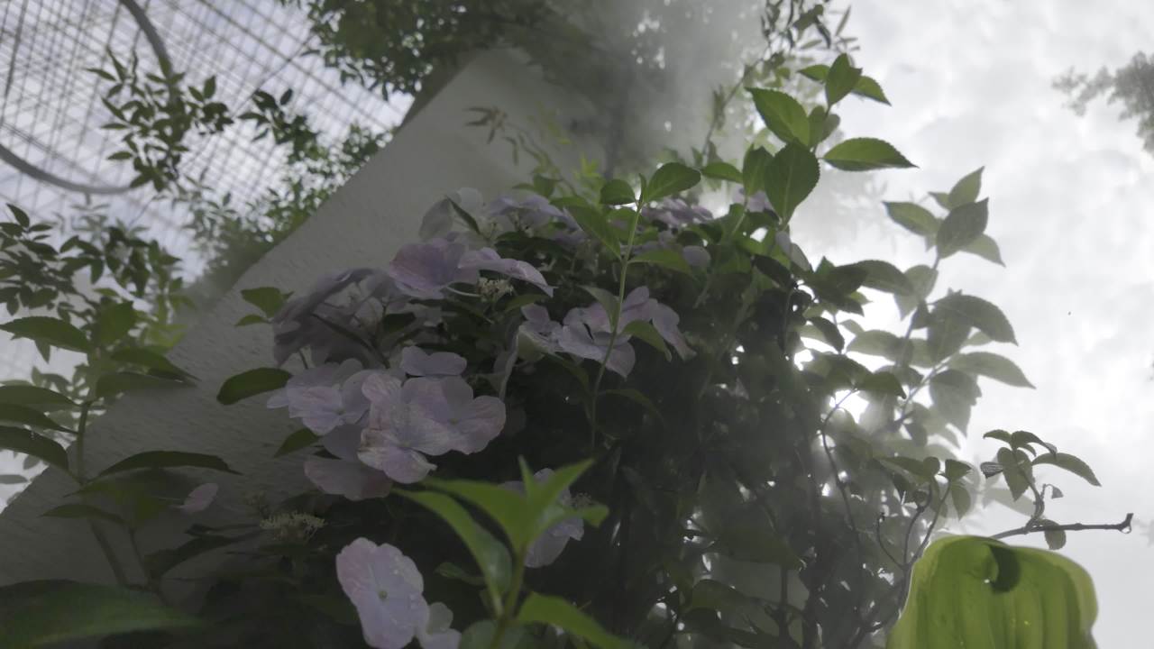 园林里的花花草草2 7