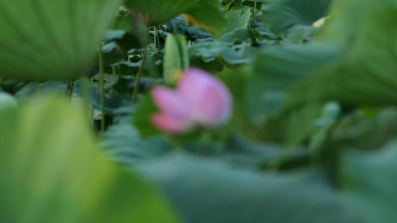 荷花 8