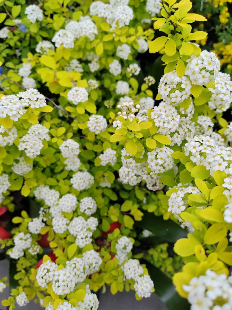 小白花