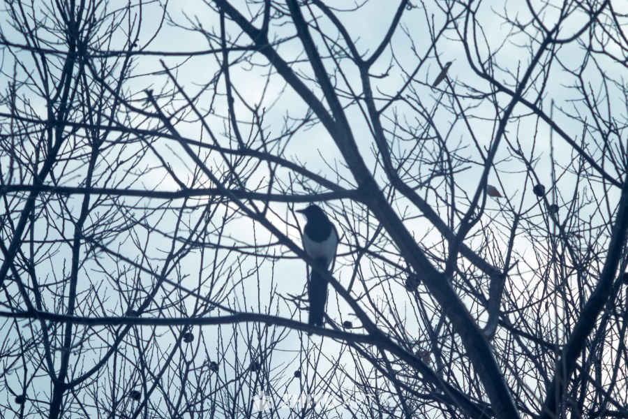 冬日枝头的剪影鸟
