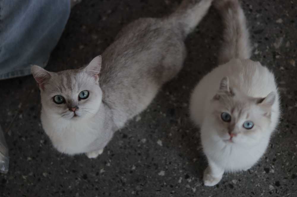 猫