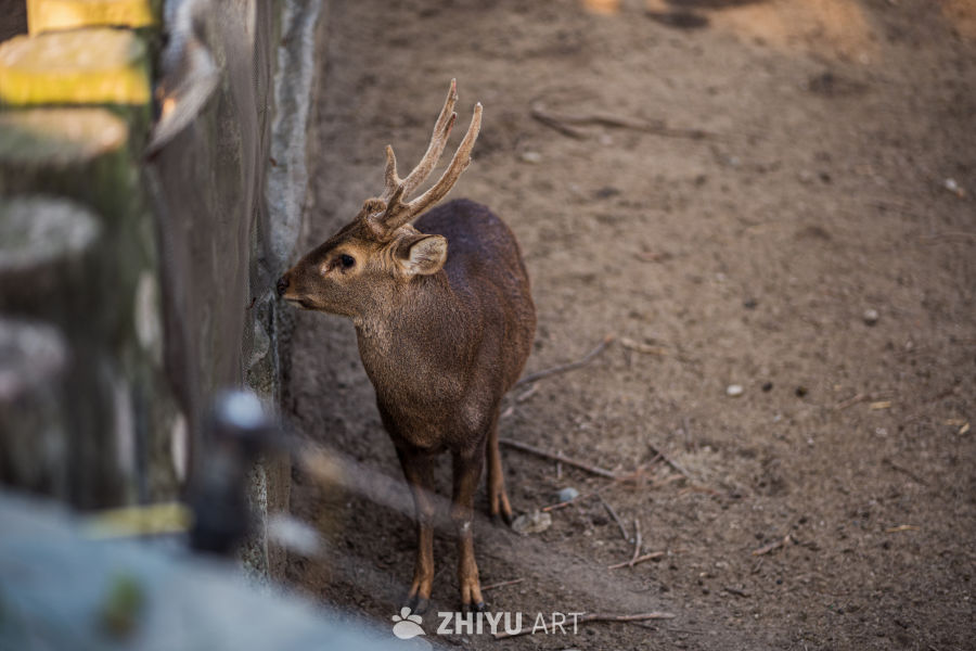 动物园里有什么？