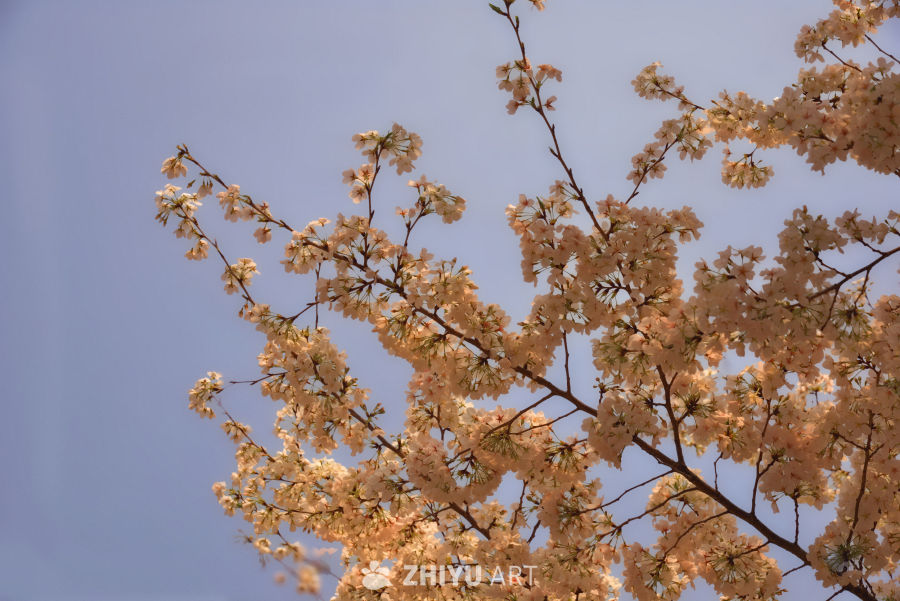 春日樱花映蓝天