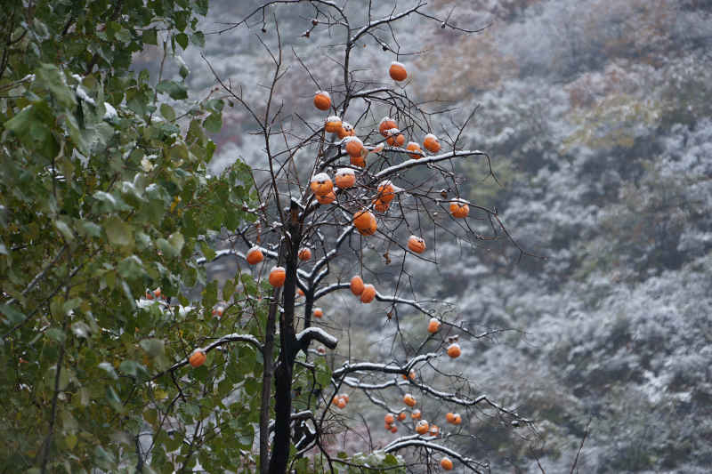 红柿戴雪枝上俏