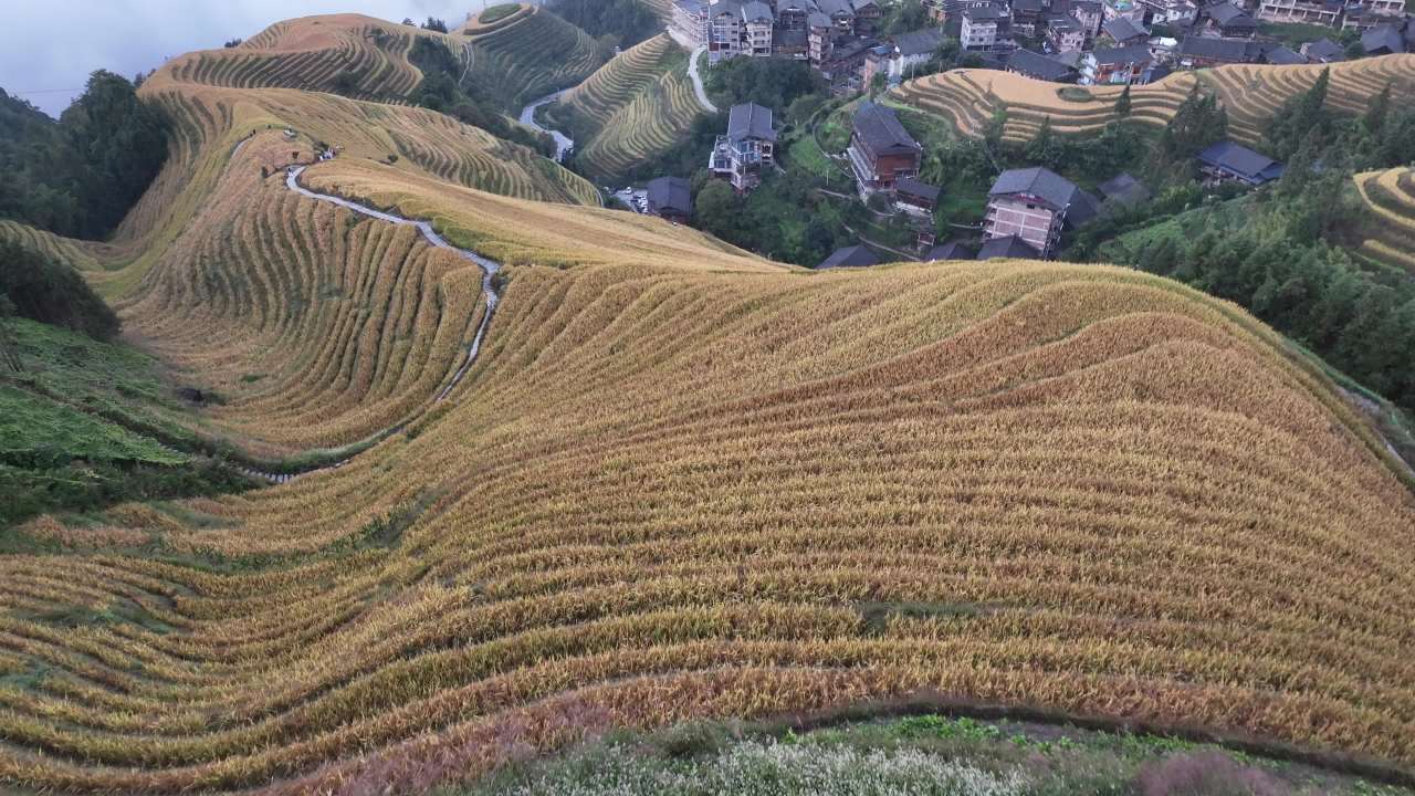 4K航拍桂林龙脊梯田风光 16