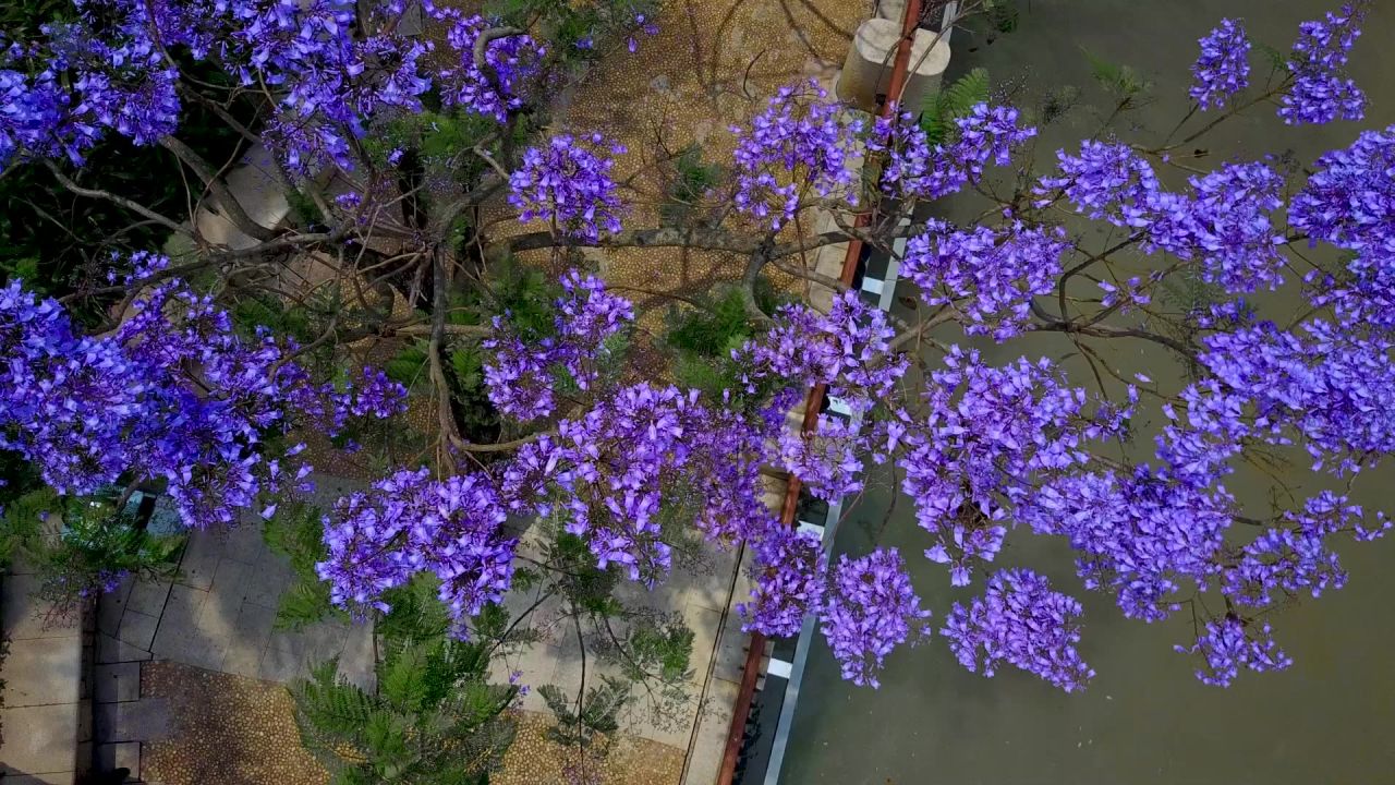 紫色花