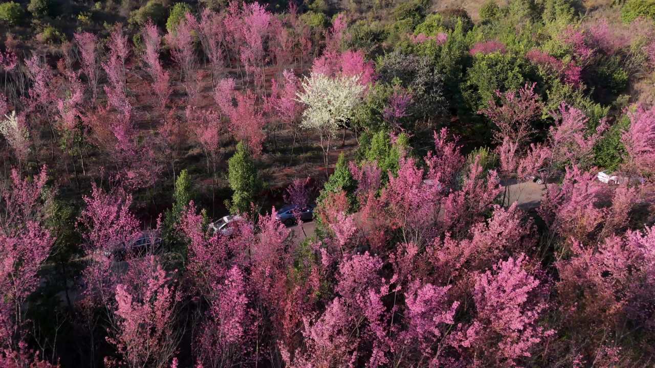 樱花盛开的春天