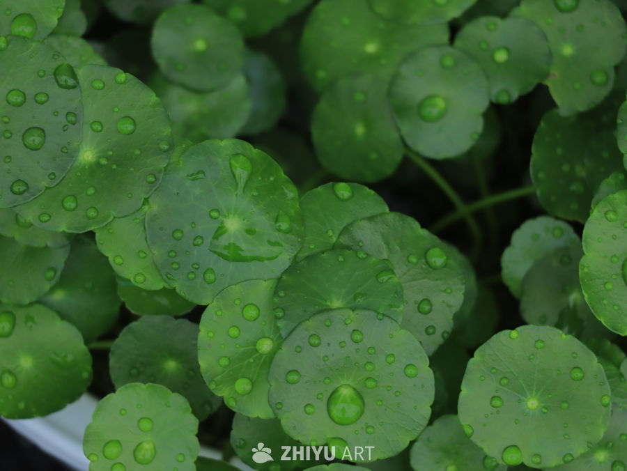 雨后绿叶上的水珠