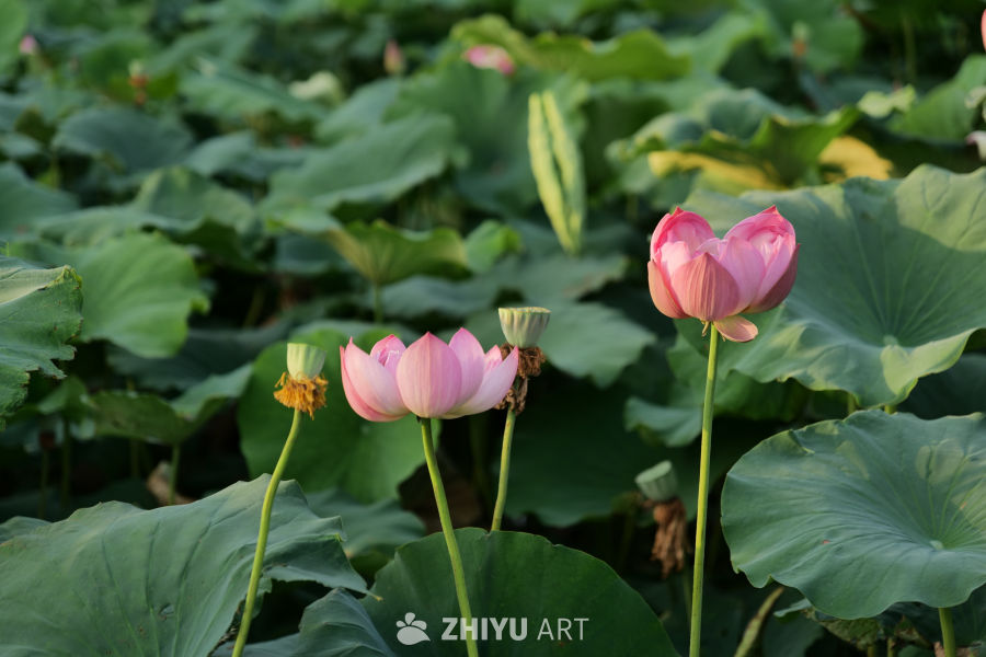 荷花 4