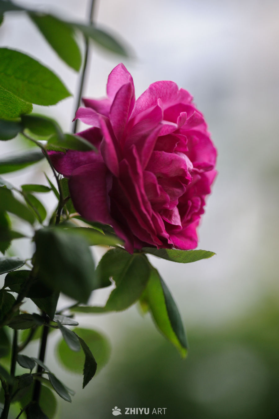 玫瑰花 1