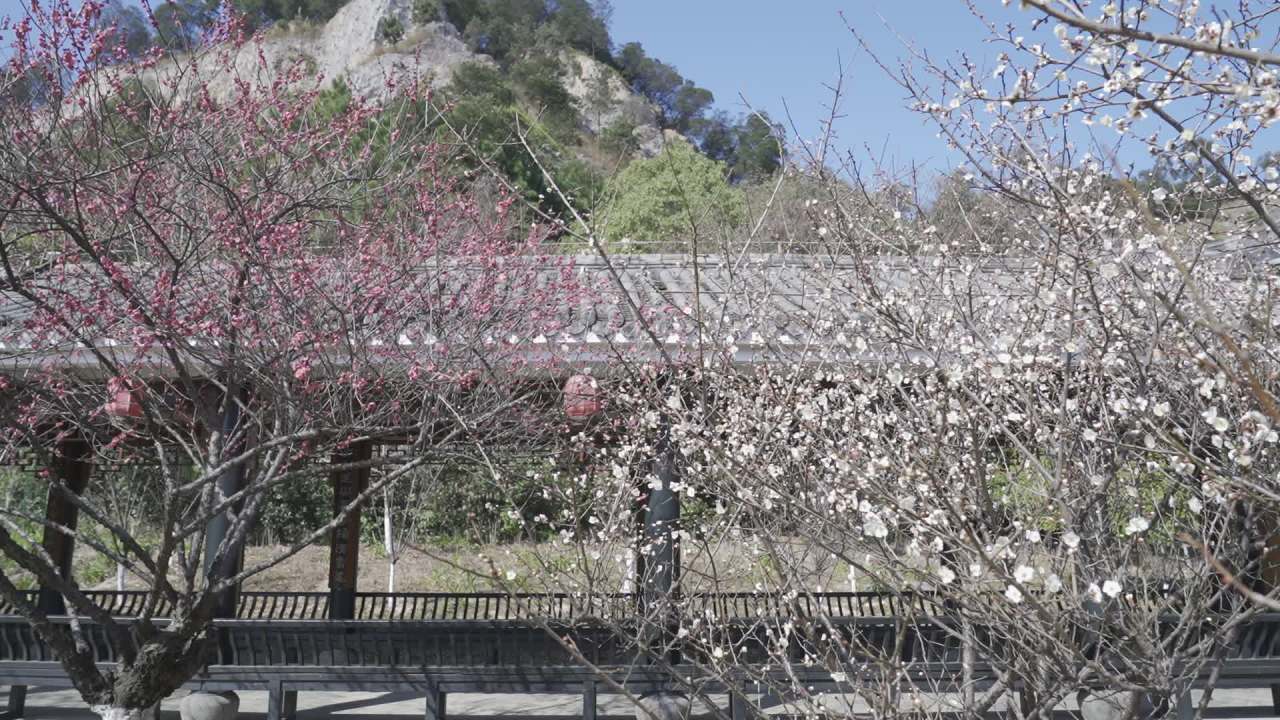 冬天的梅花 28