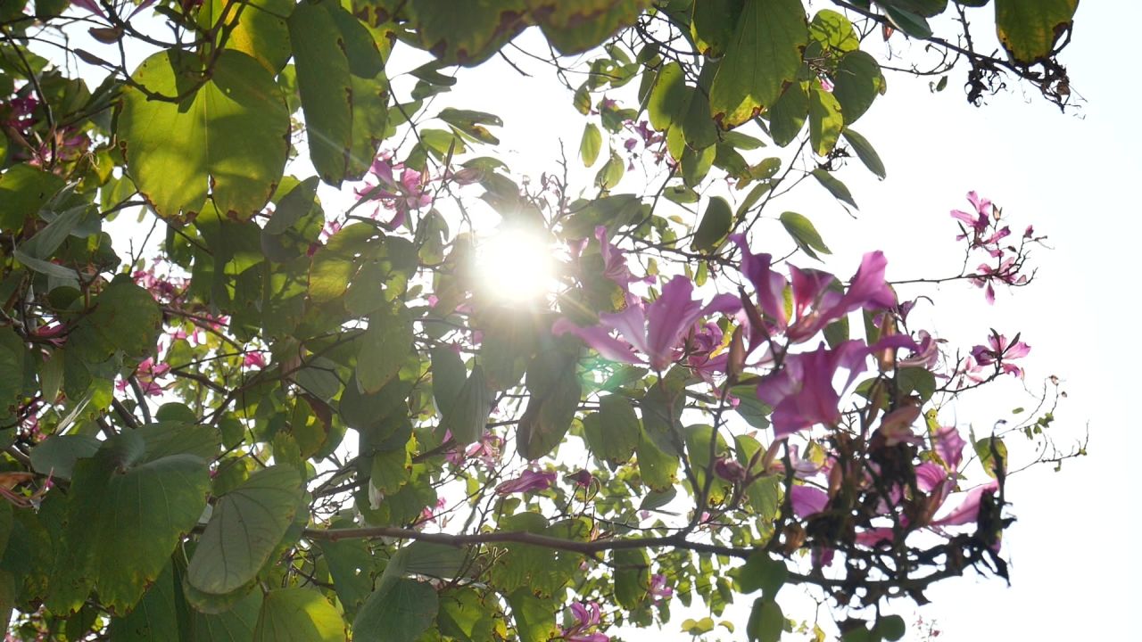 冬日阳光和红花羊蹄甲