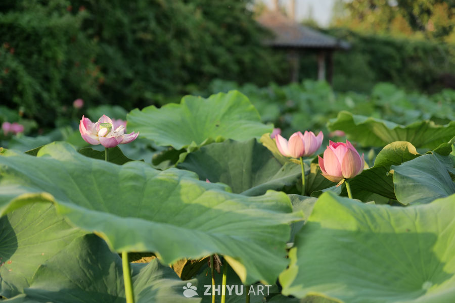 荷花 1