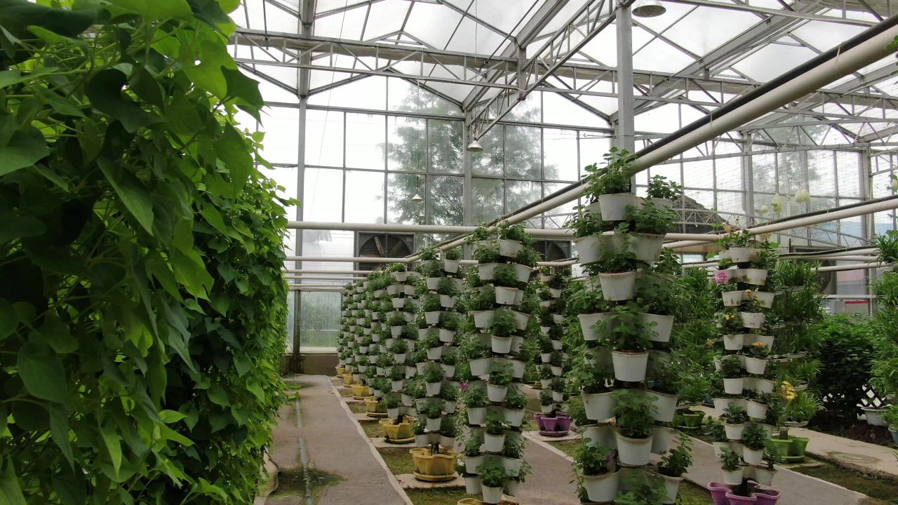 农业种植大棚有机蔬菜