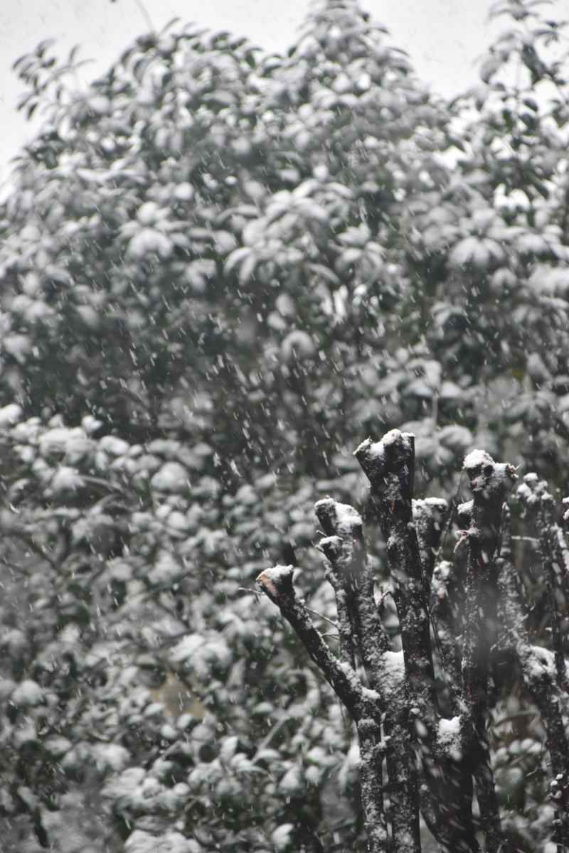 雪花枯木