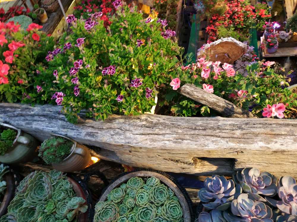 植物