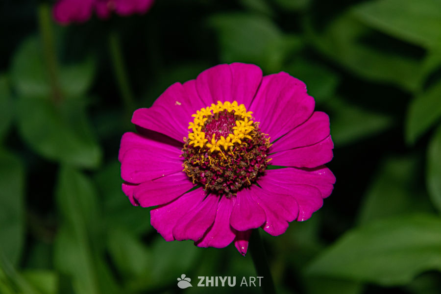 中药材与药材花 59