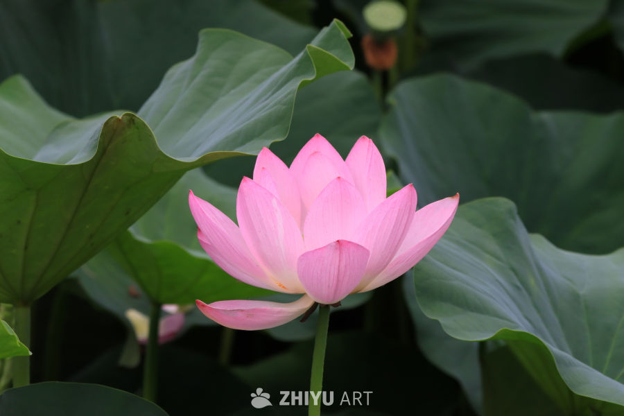 荷花 43