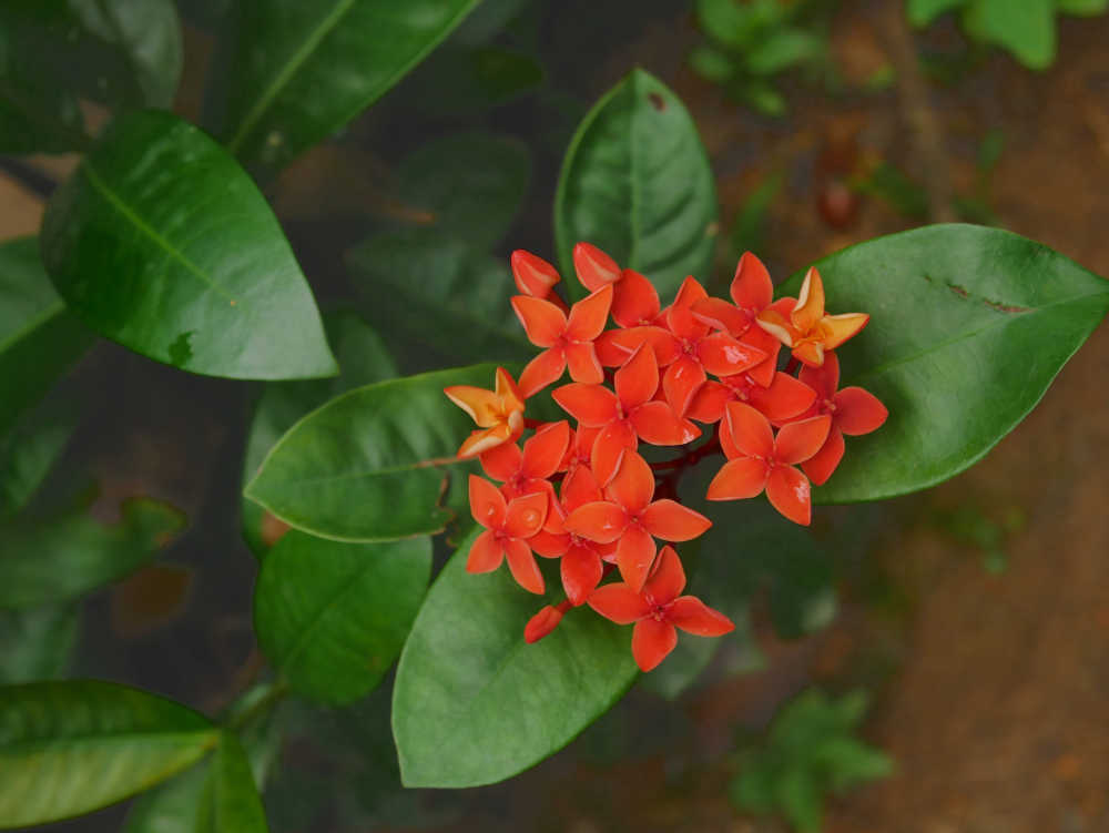 龙船花花序