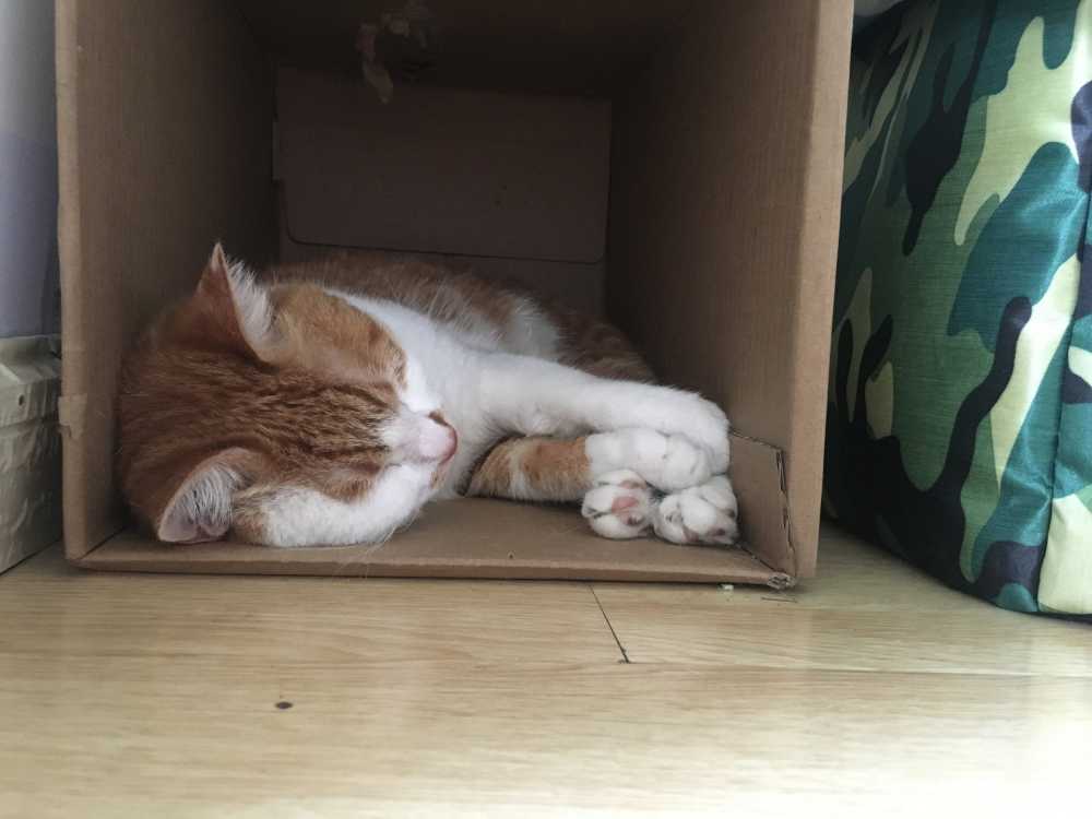 睡觉猫