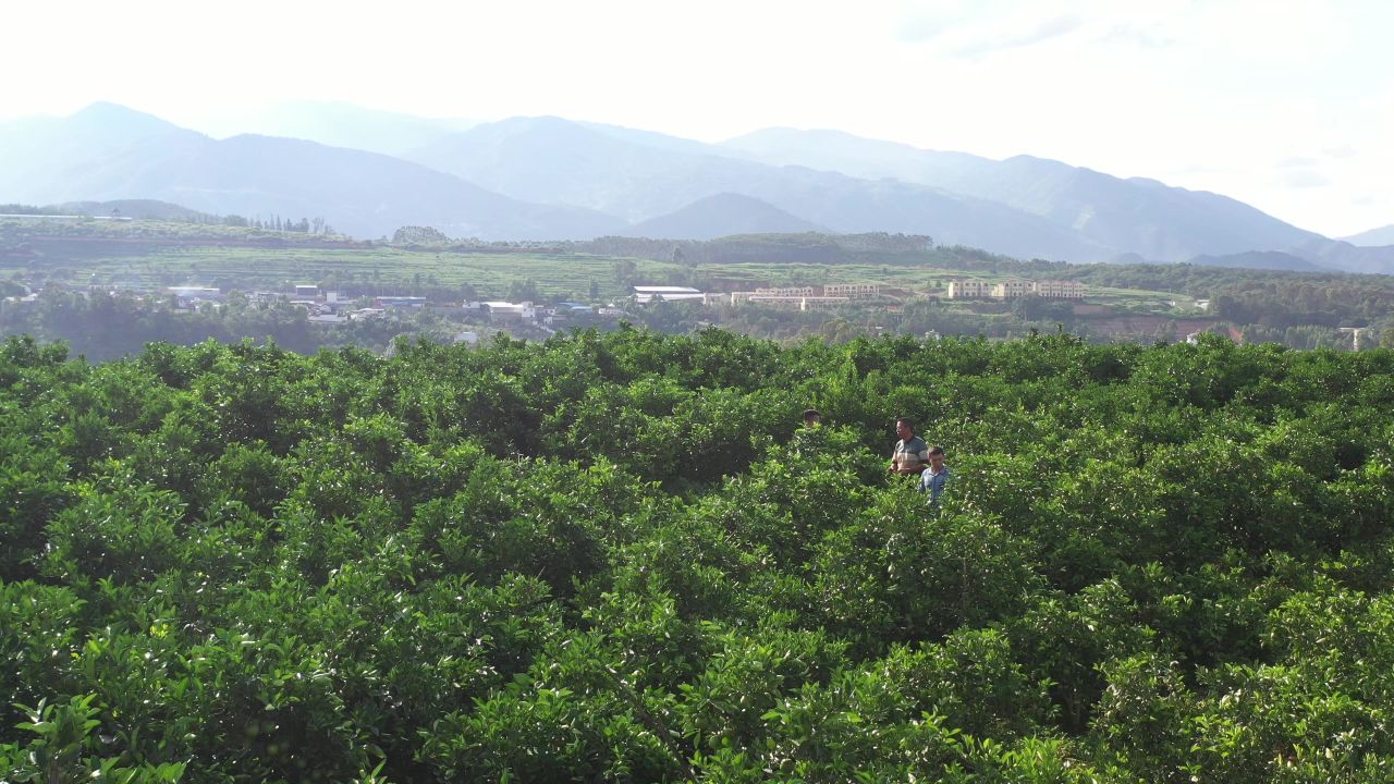 橘子园