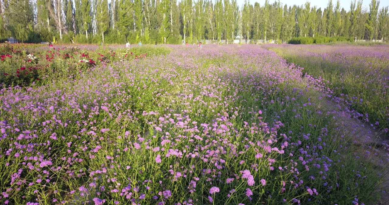 薰衣草庄园