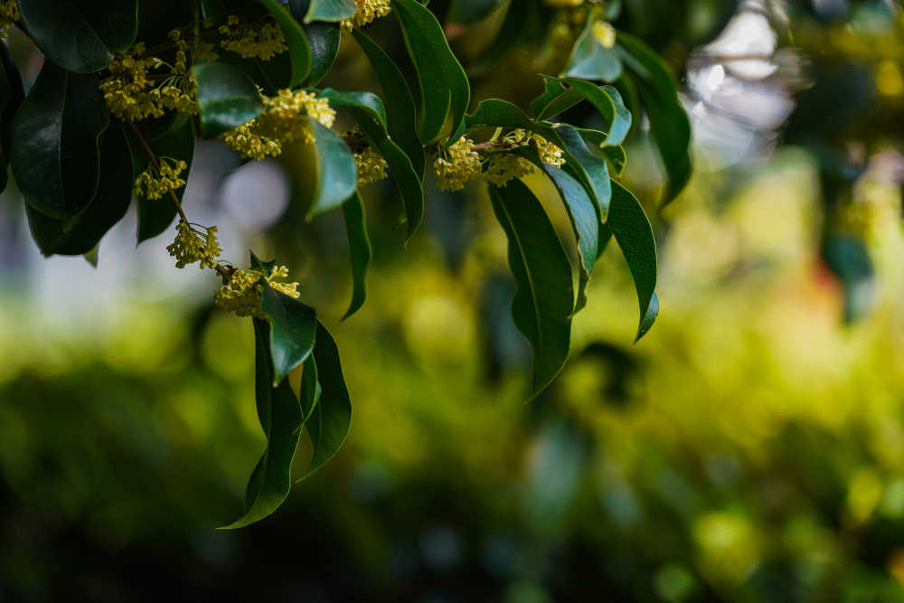 桂花