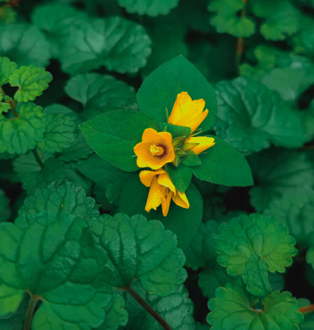花