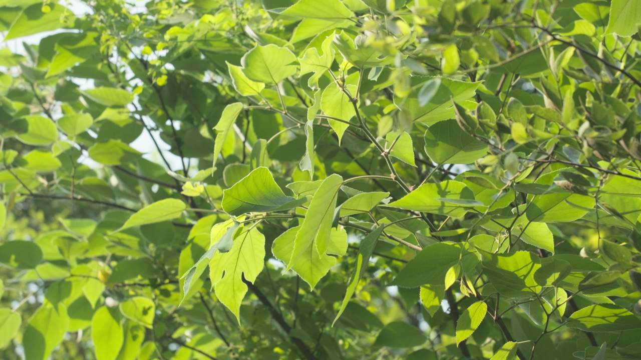 植物树木树叶绿色 8