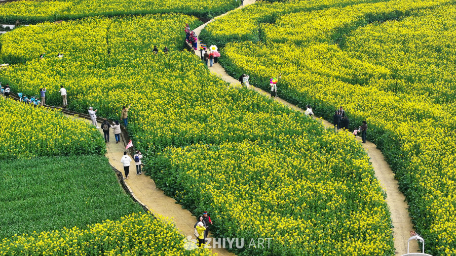 航拍油菜花盛开  美丽乡村 2