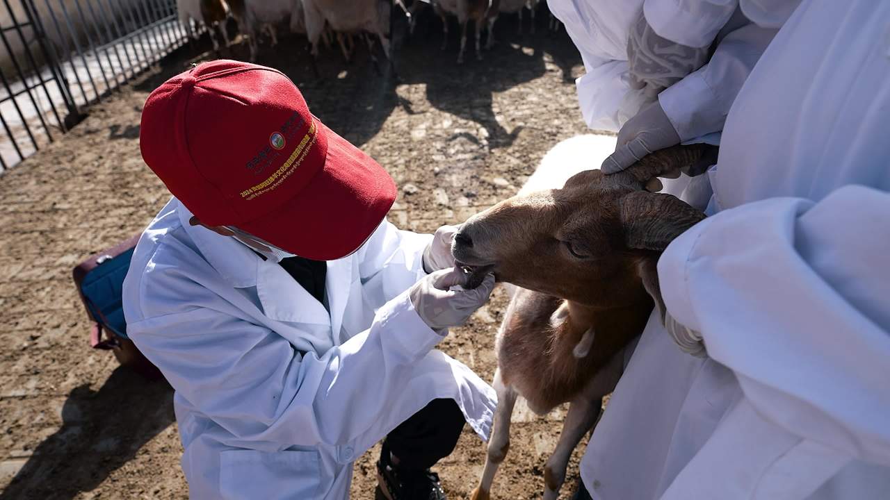 兽医团队给羊群做防疫