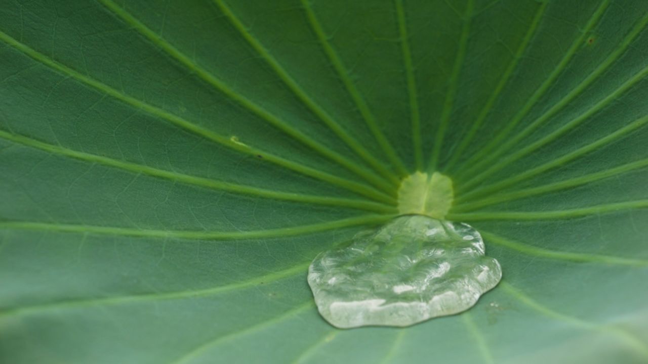 夏天池塘湿地荷花荷叶莲蓬 41