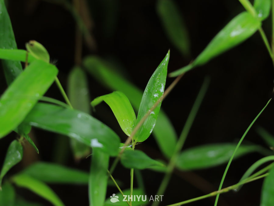 雨后竹叶的清新之美