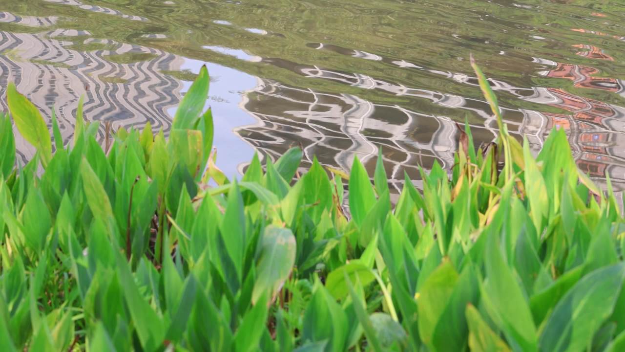 4K水边美人蕉