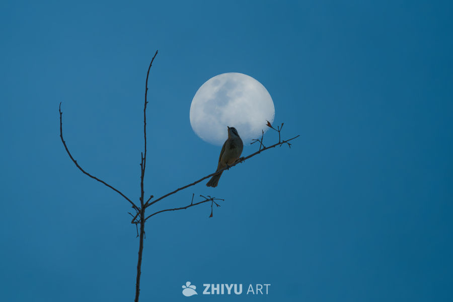 月上柳梢头