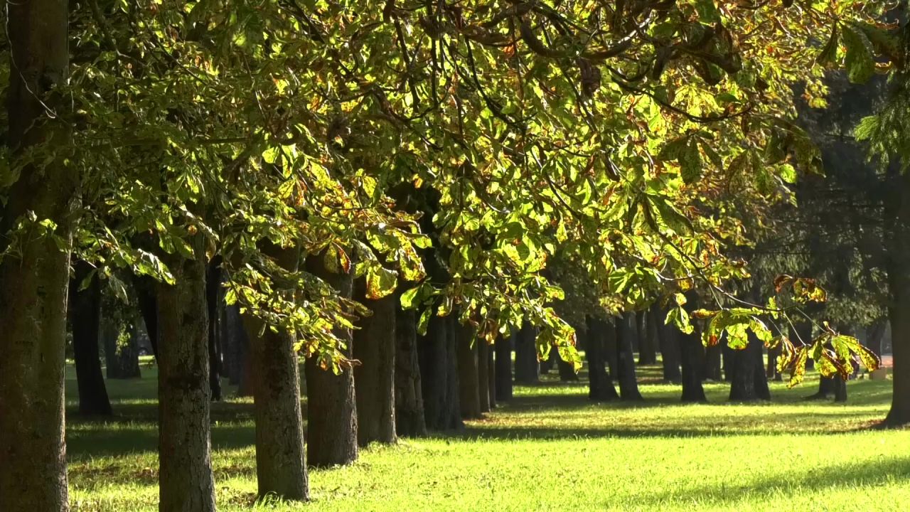 秋季夏季天气树木公园