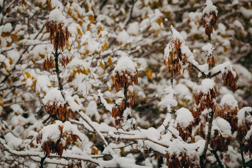 雪