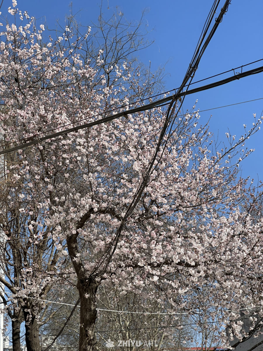春天到了🍃🌸
