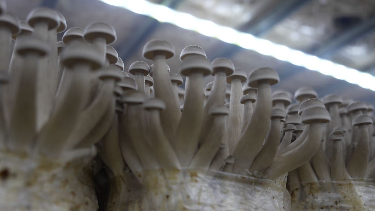 鹿茸菇鲜脆可口， 17