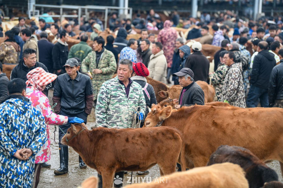 航拍贵州畜牧交易市场 牛市交易 7