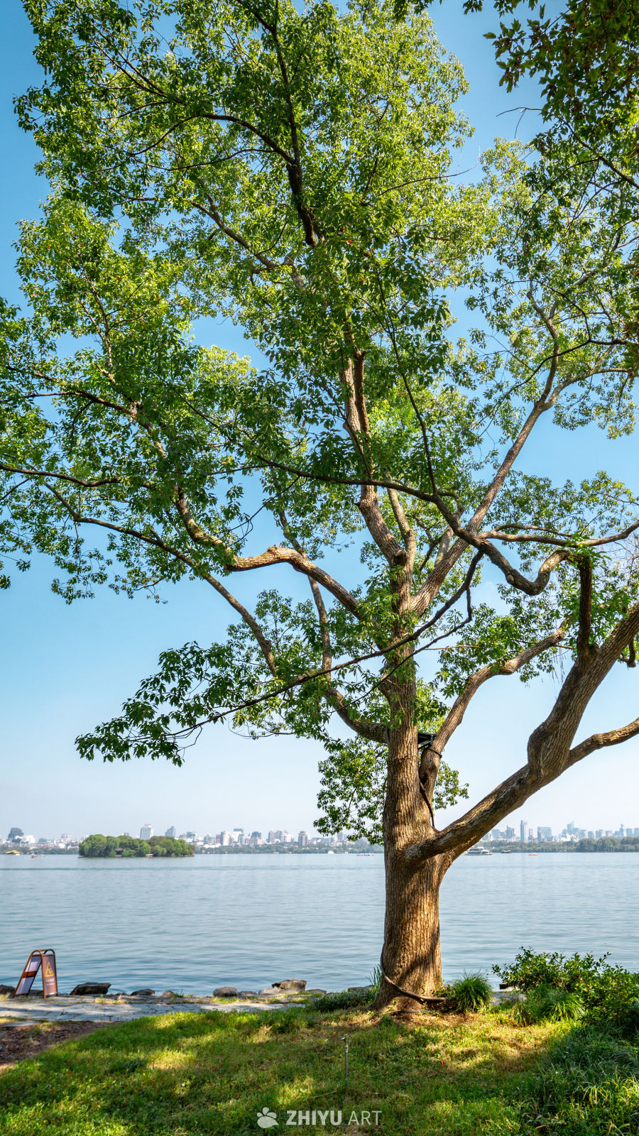 树是另一种意义上的海