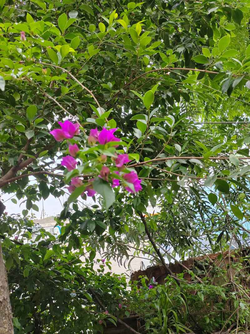 花花