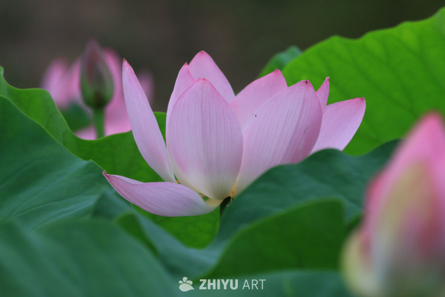 荷花 77