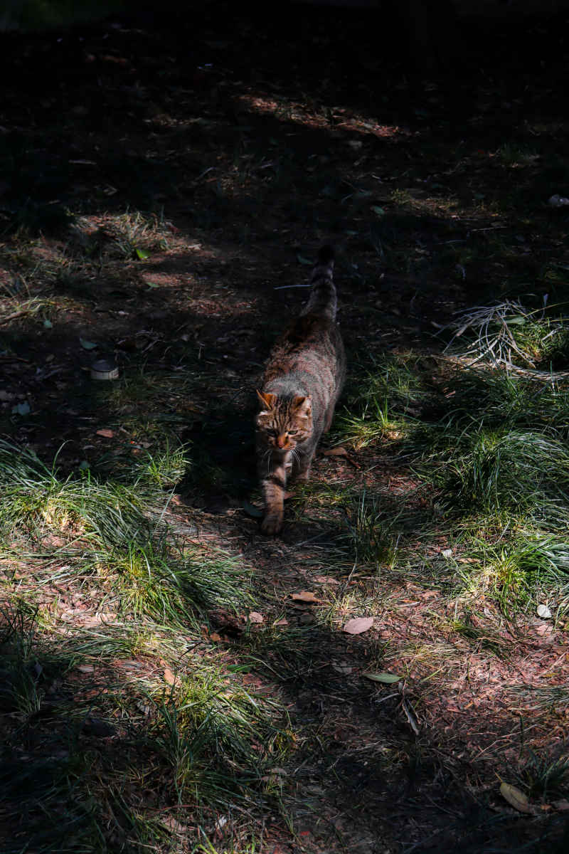 林中野猫