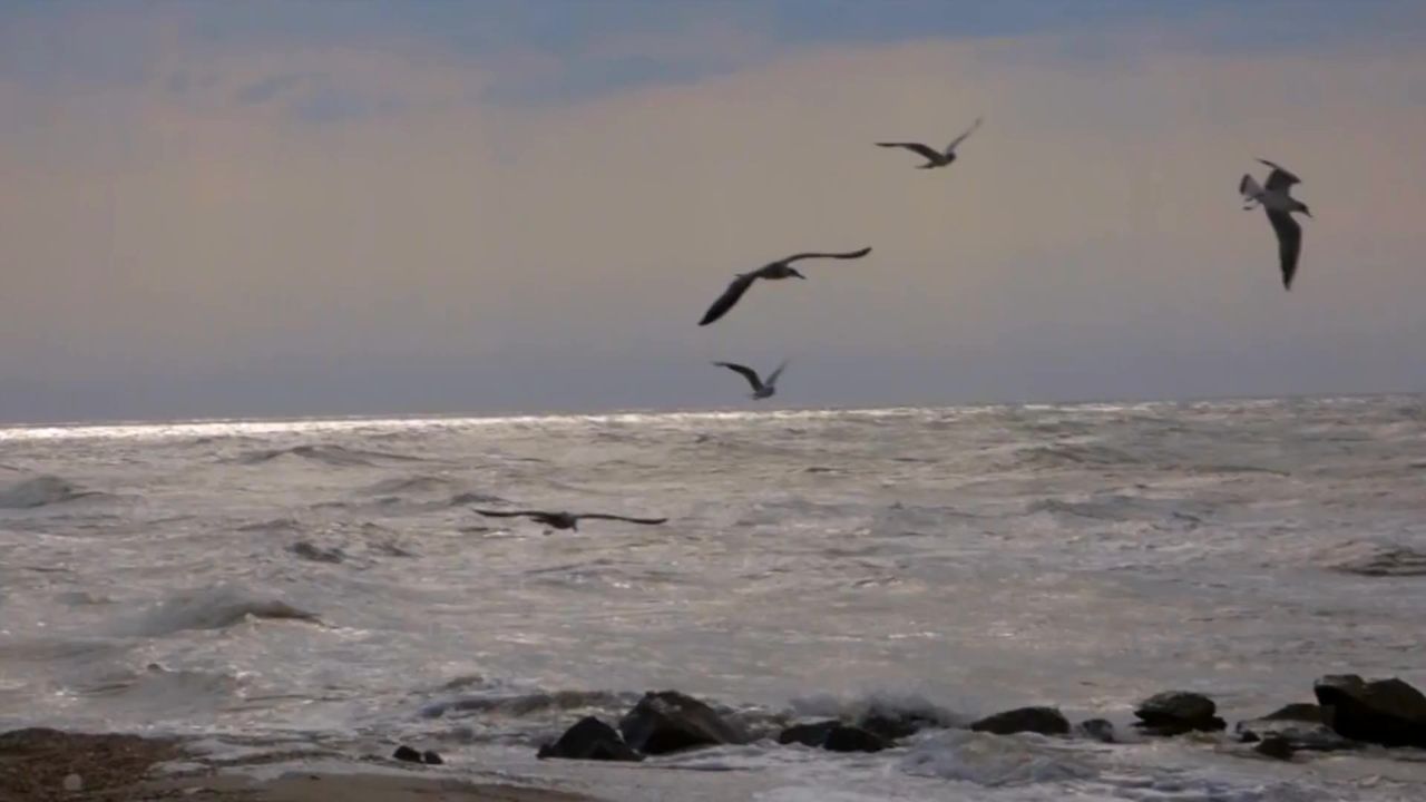 海鸥翱翔的大海鸟