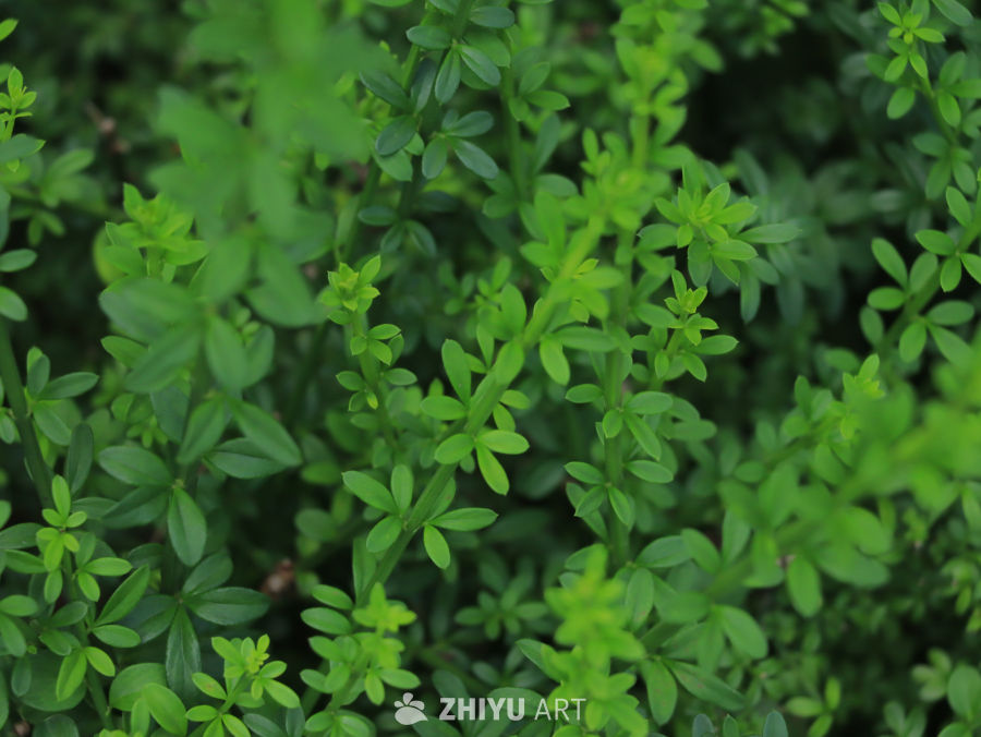 绿意盎然的植物