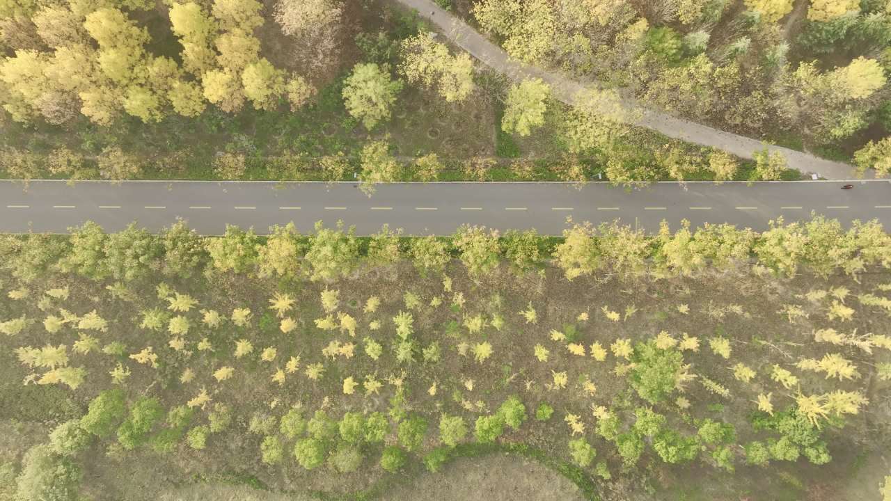 森林中的蜿蜒小路